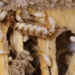 Jasa Anti Rayap: Solusi Efektif Melindungi Properti dari Kerusakan