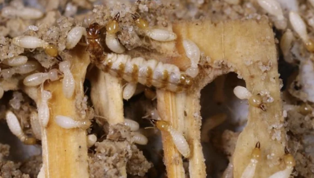 Jasa Anti Rayap: Solusi Efektif Melindungi Properti dari Kerusakan